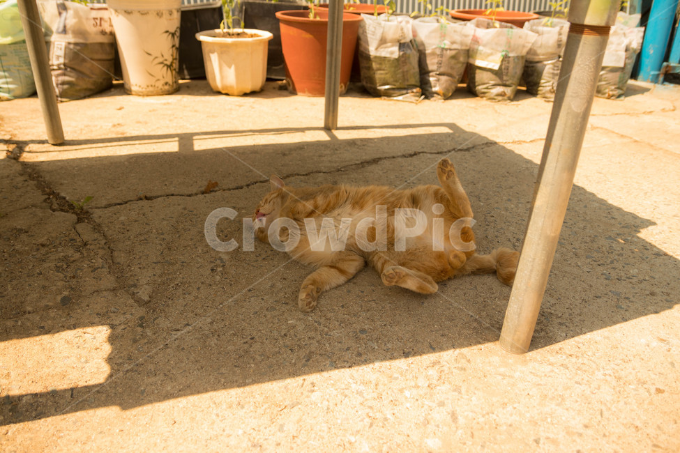 시골고양이,고양이,코리아숏헤어,치즈코숏,cat,시골,반려동물,노란고양이,animalcompanion,animal,길고양이,마당고양이,동물,animal,포유류,mammal,고양이,cat,kitten,kitty