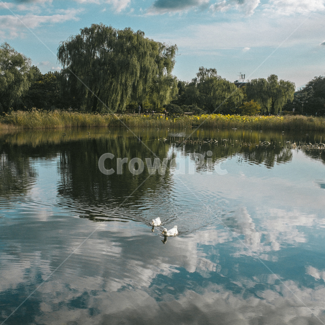 공원,호수,오리,물,lake,나무,숲,forest,tree,sky,cloud