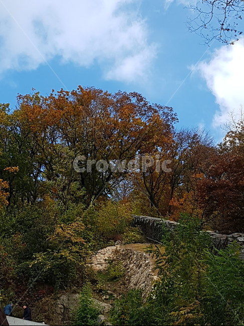단풍,산,단풍나무,파란하늘,하늘,가을,계절,fall,autumn,season,자연,풍경,nature,landscape,tree,나무,plant,식물