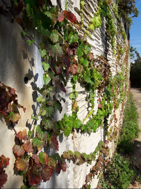 담쟁이덩쿨,담쟁이,ivy,bostonivy,plant,식물,vine,덩쿨,벽,담,wall,background,배경,식물,자연,plants,nature