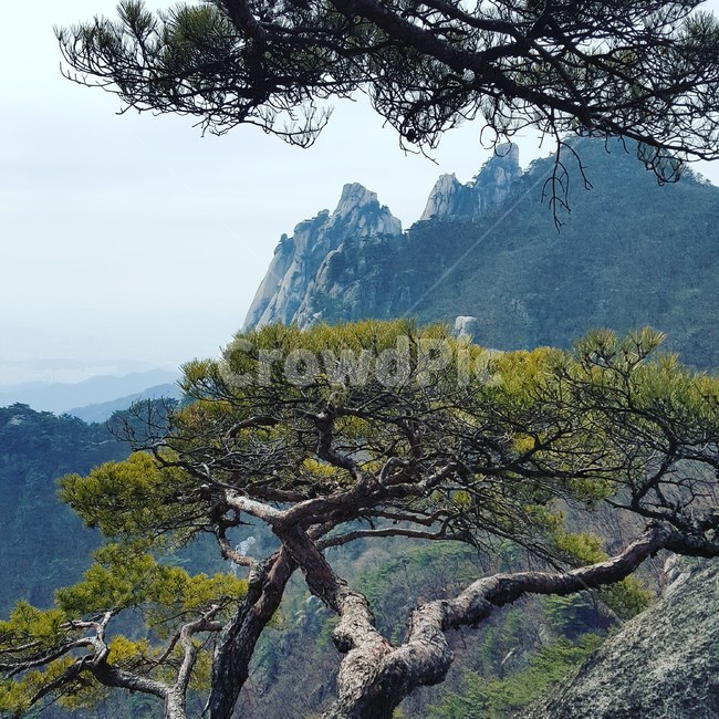 도봉산,자연의멋,자연,소나무,멋진풍광,자연,풍경,nature,landscape,tree,나무,plant,식물,tree trunk,나무 줄기