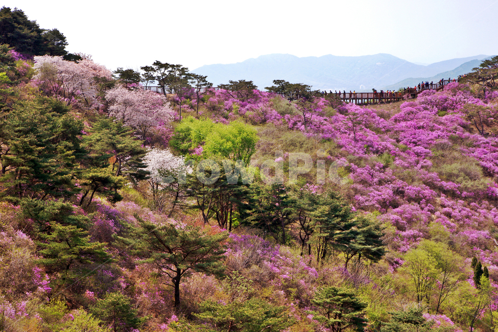 진달래,축제,고려산,강화도,군락지,자연,풍경,nature,landscape,한국자연풍경,한국자연경관,korea nature landscape,사람들,대중,군중,other people,crowd,plant,식물,blossom,꽃,flower