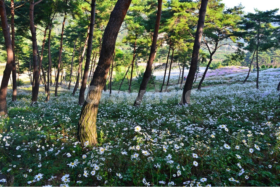 weather,날씨,fog,안개,nature,자연,outdoors,옥외,tree,나무,plant,식물,treetrunk,나무줄기,vegetation,초목,woodland,삼림지,forest,숲,정읍,구절초공원,구절초,구절초축제,소나무