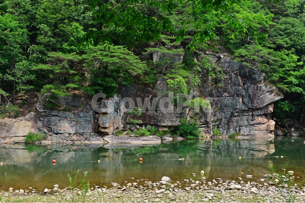 plant,식물,vegetation,초목,nature,자연,outdoors,옥외,충북,화양구곡,화양동계곡,계곡,기암괴석,water,물