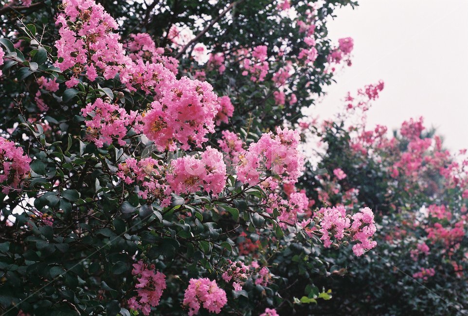 나무,식물,배롱나무,꽃,여름,식물,자연,plants,nature,꽃,flower,감성,sensible,feeling