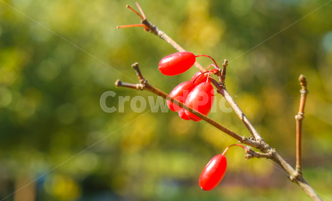 열매,약재,식용,오미자,나무,자연,식물,가을,과일,열매,fruit