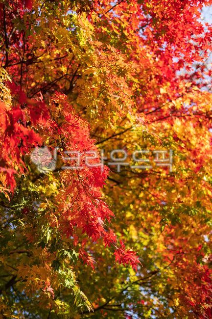 leaf, 나무, maple, 단풍, 잎, 사진,이미지,일러스트,캘리그라피 - angfang7작가