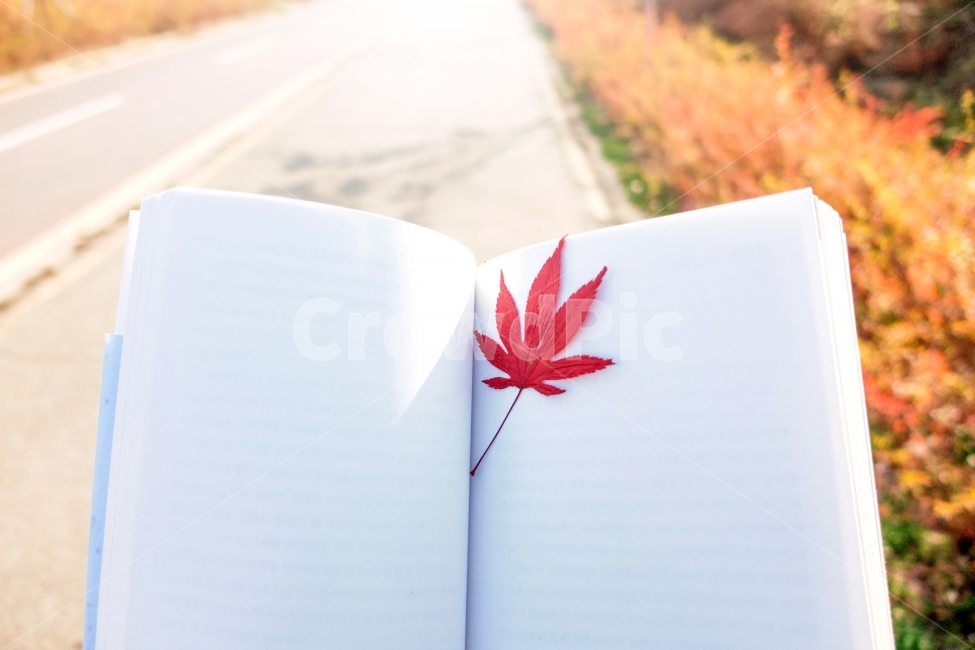 	북마크,책,책갈피,가을,단풍,낙엽,도로,길,하늘,거리,풀,도서,빨강,흰색,노랑,녹색,초록,밝음,독서,bookmark,book,autumn,leaf,leaves,road,sky,grass,red,white,yellow,green,bright,reading,종이,길거리,햇살,눈부심,나뭇잎,잎,가을,계절,fall,autumn,season,교육,학교,공부,education,learning,study,school,plant,식물,tree,나무