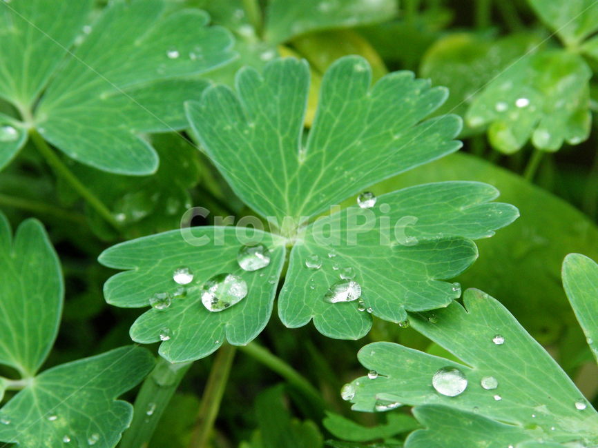 plant,식물,leaf,잎,droplet,작은물방울,식물,자연,plants,nature