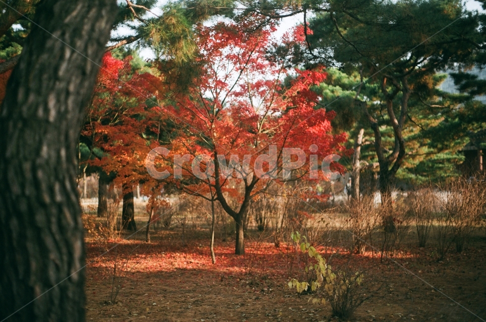 단풍,낙엽,필름카메라,필카,단풍나무,가을,가을,계절,fall,autumn,season,자연,풍경,nature,landscape,tree,나무,plant,식물,maple