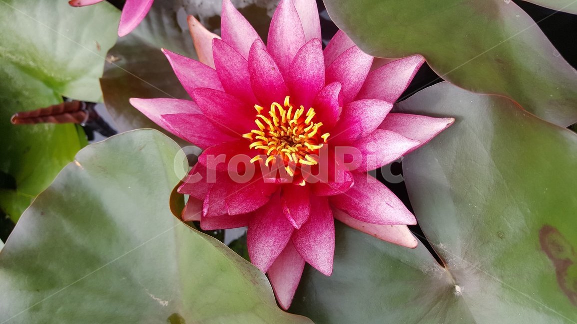 꽃,식물,식물원,자연,정원,flowers,plants,garden,nature,botanics