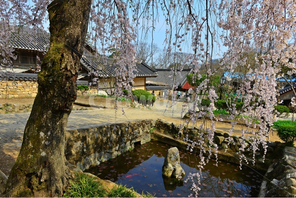 water,물,nature,자연,outdoors,옥외,road,도로,tree,나무,plant,식물,gravel,자갈,dirtroad,흙길,경치,경관,벚꽃,벚나무,승주,선암사,처진올벚나무,선암사처진올벚나무,봄,계절,유적지,문화재,연못