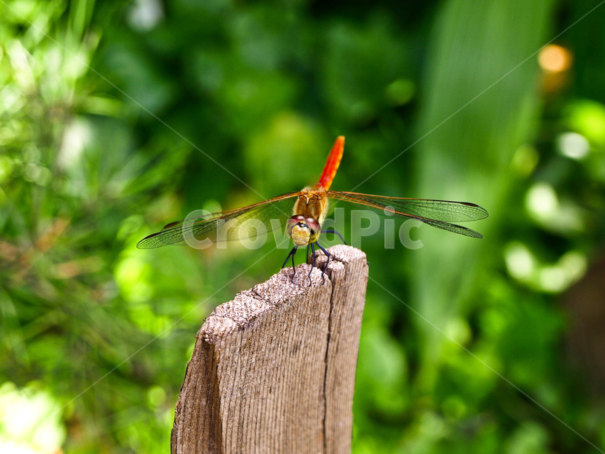 brown,closeup,dragonfly,dragonflytakingarest,environment,forest,garden,green,insect,insectsisolated,natural,nature,outdoor,plant,red,tree,wild,wood,곤충,잠자리,고추잠자리,야외,자연