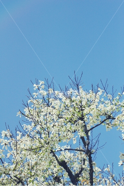 벚꽃,cherrybolssom,목련,magnolia,꽃,flower,나무,tree,파랑,하늘,파란,blue,sky,white,화이트,봄,계절,spring,season,식물,자연,plants,nature,꽃,flower,나무,trees,wood,감성,sensible,feeling,plant