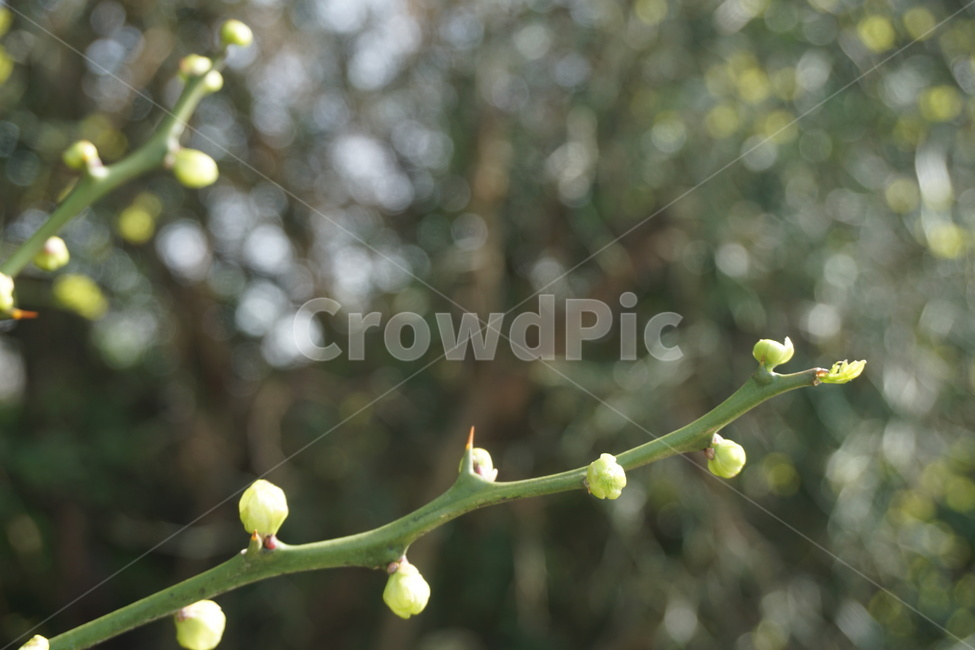 봄,4월,탱자나무,탱자나무가시,녹색,새순,연두색,가시,봄,계절,spring,season,식물,자연,plants,nature,plant,sprout,새싹,blossom,꽃,bud,싹,flower