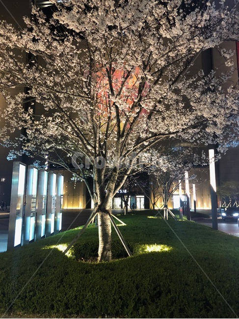 벚꽃,조화,야외,꽃,식물,봄,계절,spring,season,야경,밤,풍경,nightscape,night,landscape,식물,자연,plants,nature,나무,trees,wood,plant