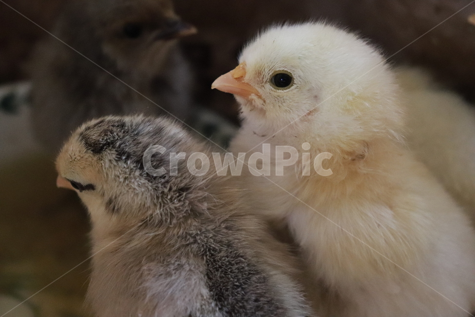 병아리,새,닭,bird,아기새,동물,동물,animal