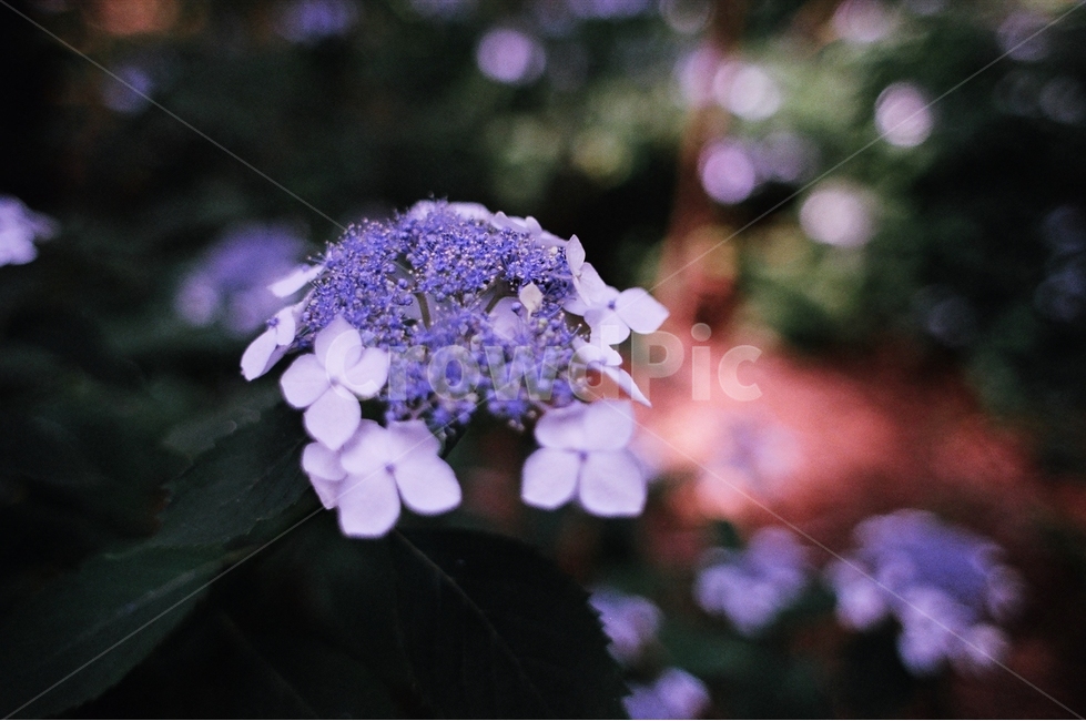 산수국,수국,산꽃,들꽃,산,등산,식물,자연,plants,nature,꽃,flower,감성,sensible,feeling