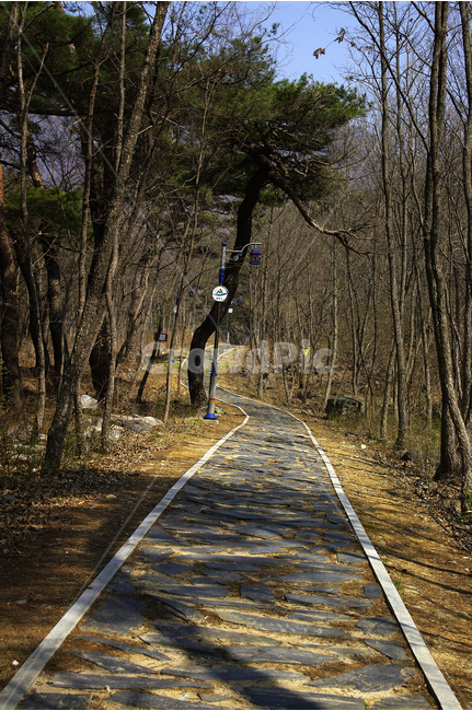 소나무,솔향,숲,나무,풍경,길,자연,풍경,nature,landscape,식물,plants,나무,trees,wood,road,도로,asphalt,아스팔트