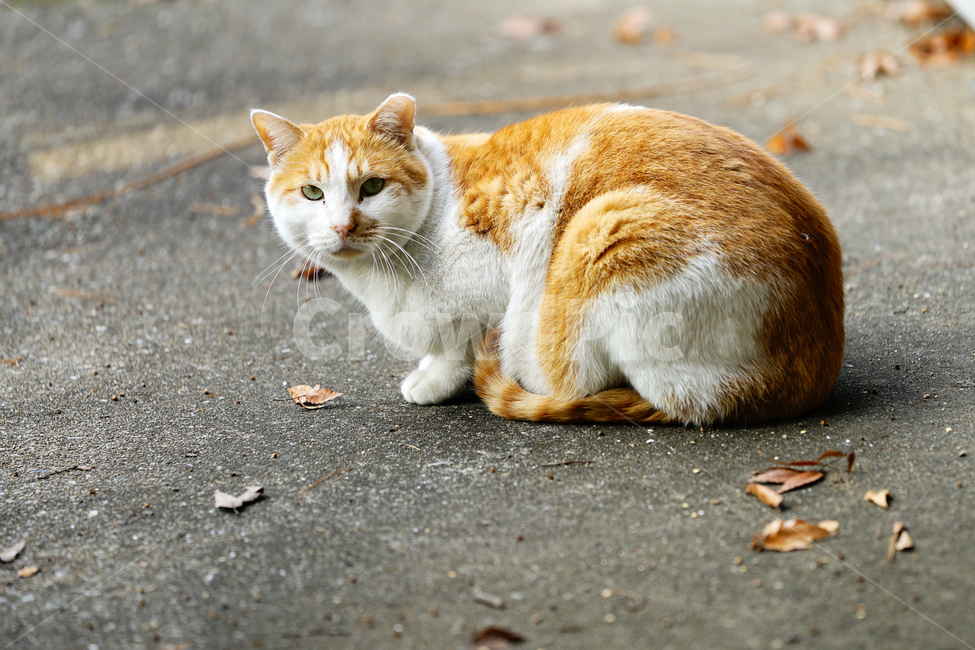 고양이,길고양이,길냥이,야옹이,냐옹이,냥냥이,반려묘,애완묘,반려동물,애완동물,야생동물,펫,캣,mammal,animal,pet,cat,동물,animal,포유류,mammal,고양이,cat,kitten,kitty