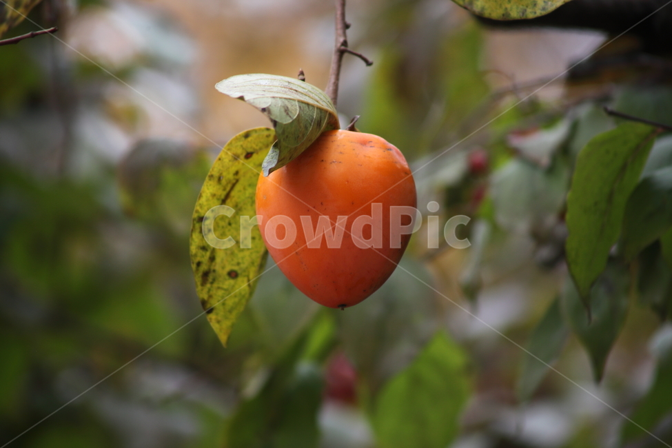 대봉감,감,홍시,가을,persimmon,fruit,식물,자연,plants,nature,과일,열매,fruit