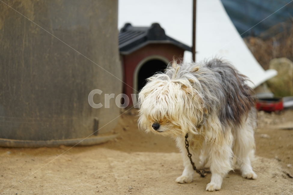 강아지,개,동물,애니멀,애완동물,dog,반려견,동물,animal,포유류,mammal,개,강아지,dog,doggy