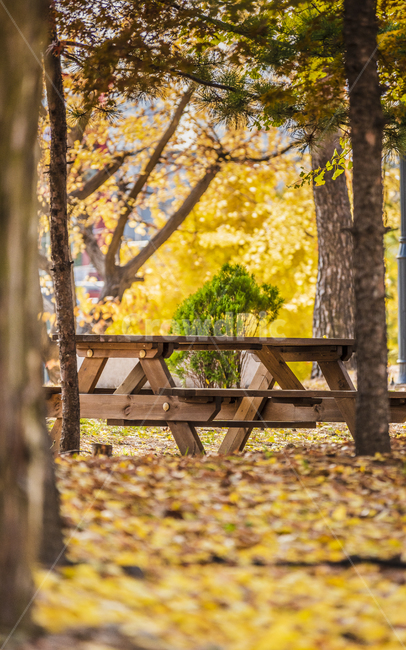 단풍,가을,벤치,공원,은행나무,tree,가을,계절,fall,autumn,season