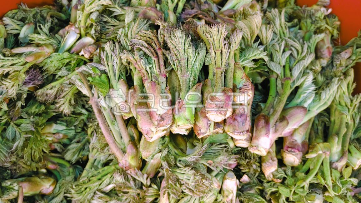tree drupe,mart,natural product,new sprout,Wild greens,Aralia,leaf,food,spring greens,tree shoot,market,plant,edible,Traditional Market,aralia tree,wild vegetables