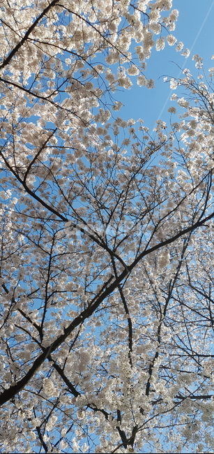 꽃,식물,cherryblossom,봄,벚꽃,벚꽃축제