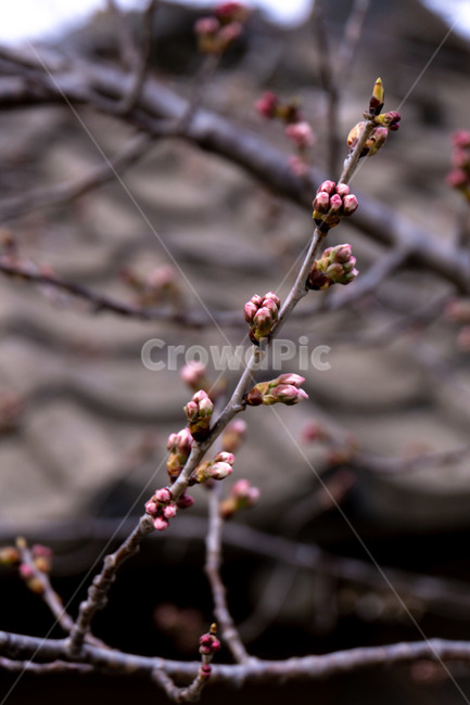 새싹,꽃봉오리,벚꽃,봄꽃,기다림,꽃,봄,계절,spring,season,식물,자연,plants,nature,꽃,flower,sprout,blossom,bud,싹,plant