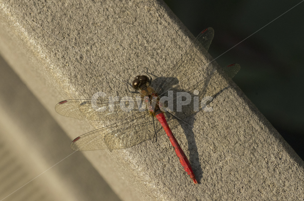 잠자리,가을,가을곤충,햇볕,고추잠자리,곤충,동물,animal,곤충,벌레,insect,bug