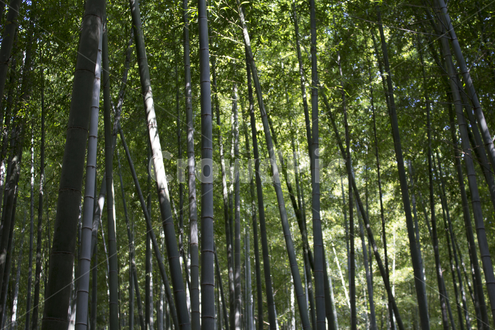 대나무,자연,힐링,숲,나무,푸른,식물,초록,나무,trees,wood