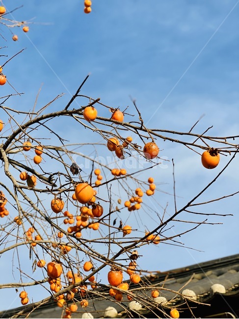 식물,과일,감,persimmon,식품,기와,처마,창덕궁,궁궐