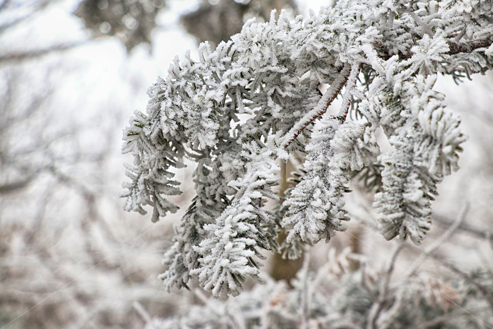 한라산,1100고지,눈꽃,설경,눈,snow,자연,옥외,outdoors,nature