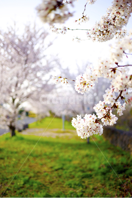 봄,초록,벚꽃,꽃,봄날,spring,식물,봄,계절,spring,season,식물,자연,plants,nature,꽃,flower,plant