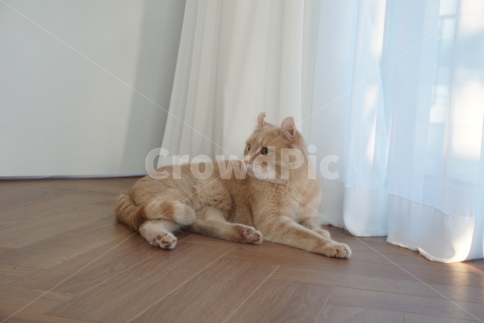 cat,고양이,반려동물,애완동물,아메리칸컬,동물,animal,포유류,mammal,고양이,cat,kitten,kitty