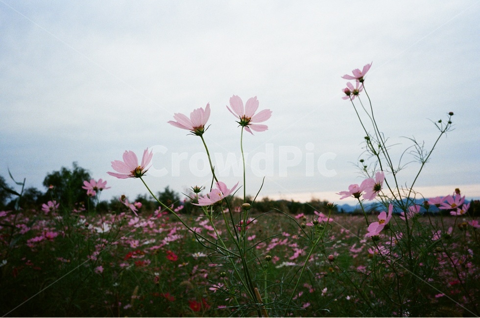 식물,꽃,flower,코스모스,필름사진,식물,자연,plants,nature,꽃,flower