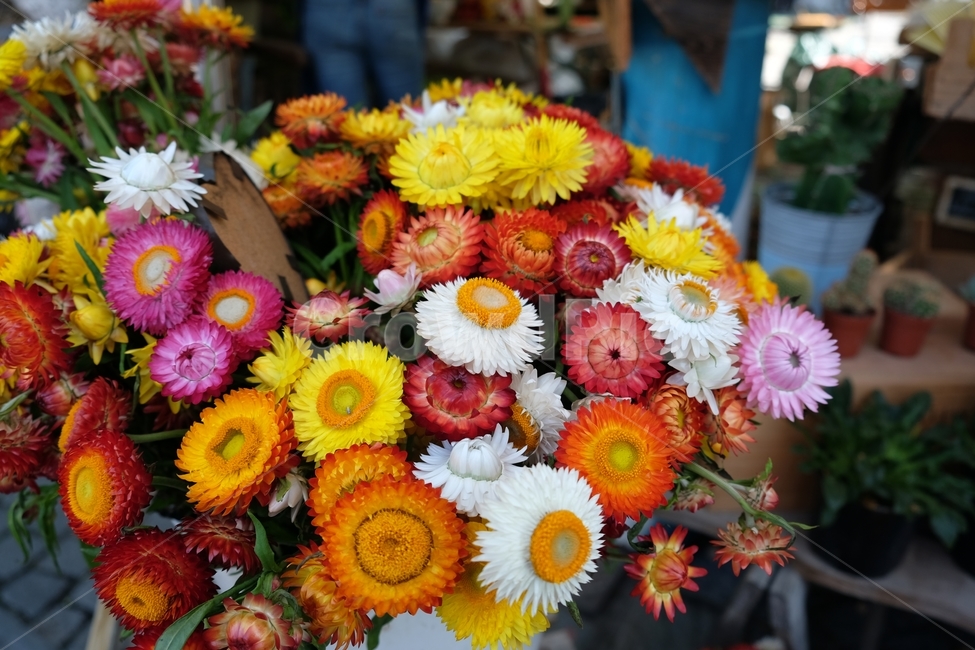 식물,꽃,blossom,plant,flowerarrangement,flower
