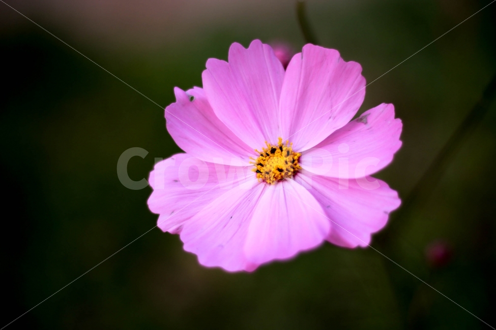 식물,가을,꽃,한송이,코스모스,꽃잎,수술,화사한,보라색,핑크색,flower,식물,자연,plants,nature,꽃,flower