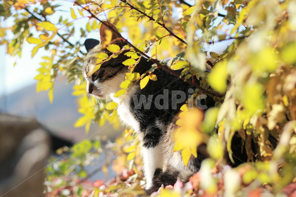 가을,담벼락,고양이,길냥이,해질녘,동물,동물,animal,포유류,mammal,고양이,cat,kitten,kitty
