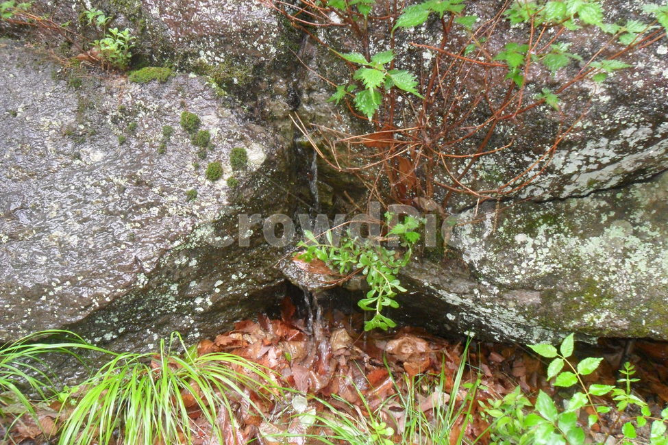 옹달샘,바위,rock,식물,낙엽,이끼,산,식물,자연,plants,nature