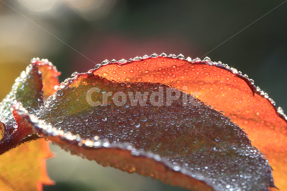 이슬,일액현상,dew,나뭇잎,leaf,식물,자연,plants,nature
