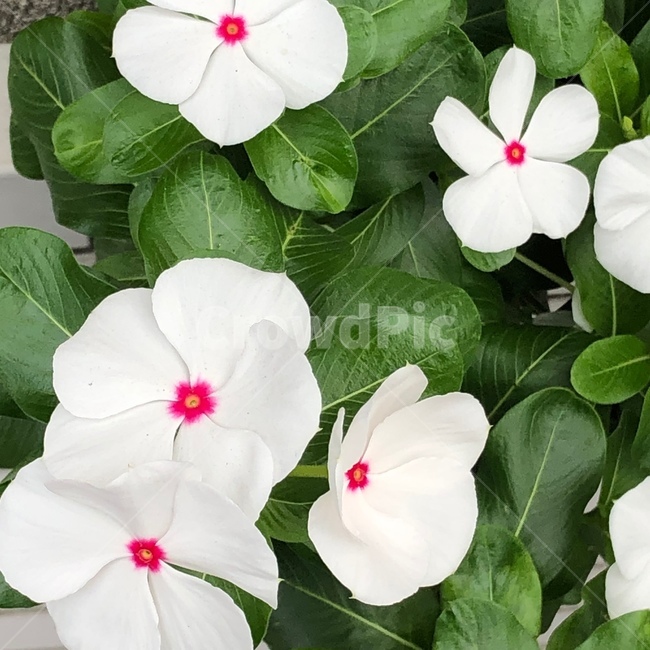 flower,plant,식물,꽃,화분,마당,공원,식물,자연,plants,nature,꽃,flower
