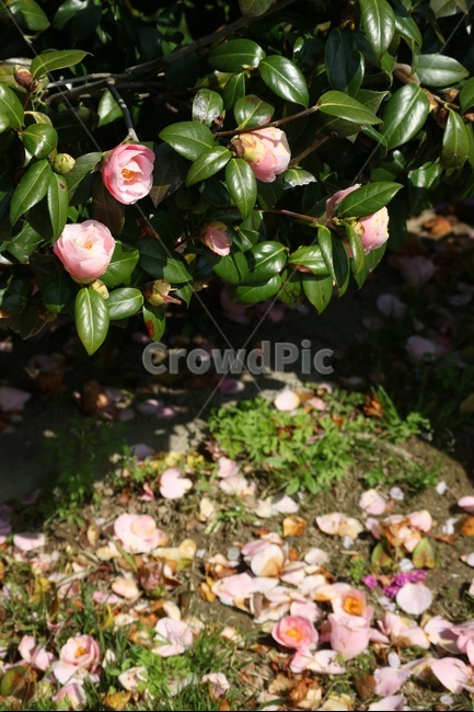 동백꽃,동백,꽃,겨울,봄,식물,자연,하늘,꽃잎,감성사진,동백꽃잎,flower,winter,spring,plants,nature,sky,feeling,emotion,식물,자연,plants,nature,꽃,flower