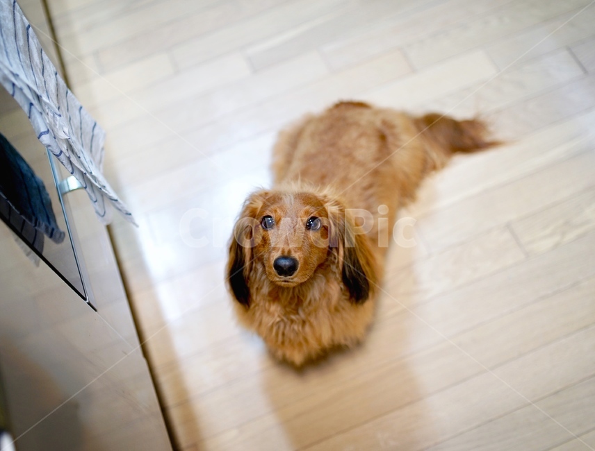 강아지,닥스훈트,개,브라운,눈동자,동물,animal,포유류,mammal,개,강아지,dog,doggy