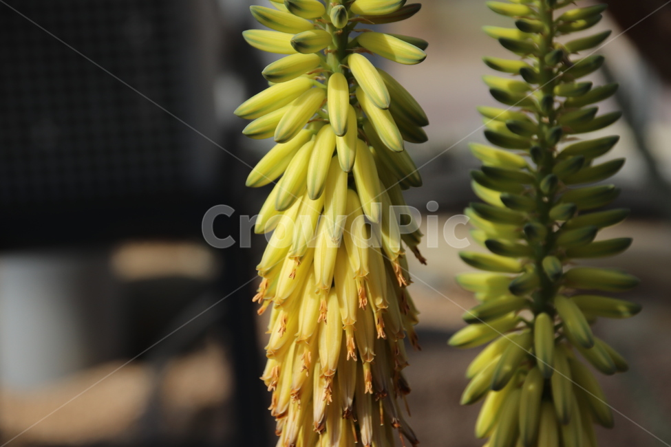 꽃,풍경,자연,봄,수목원,식물,자연,plants,nature,꽃,flower