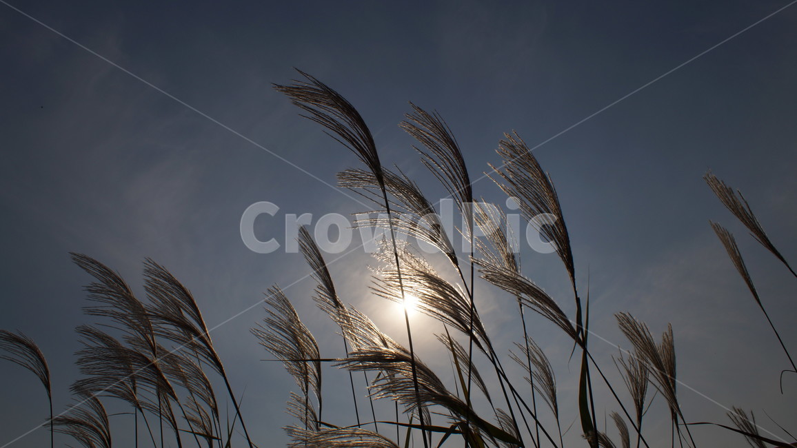 갈대,가을,하늘,노을,바람,가을,계절,fall,autumn,season,grass,잔디,plant,식물,lawn,reed