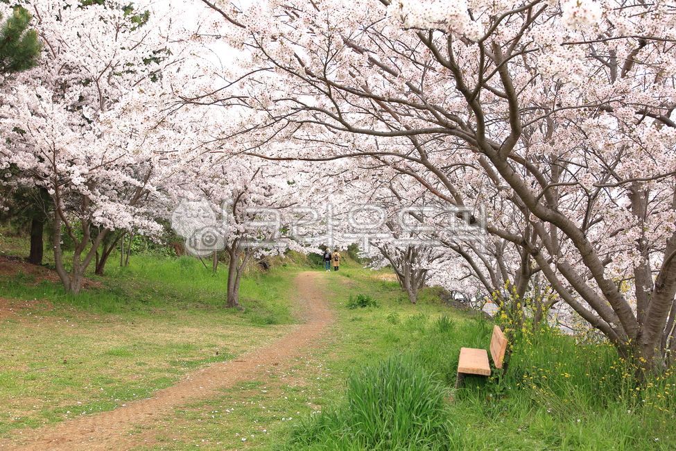 봄,봄맞이,벚꽃,벚꽃나무,벚꽃잎,plant,식물,flower,꽃,blossom,cherryblossom,tree,leaf