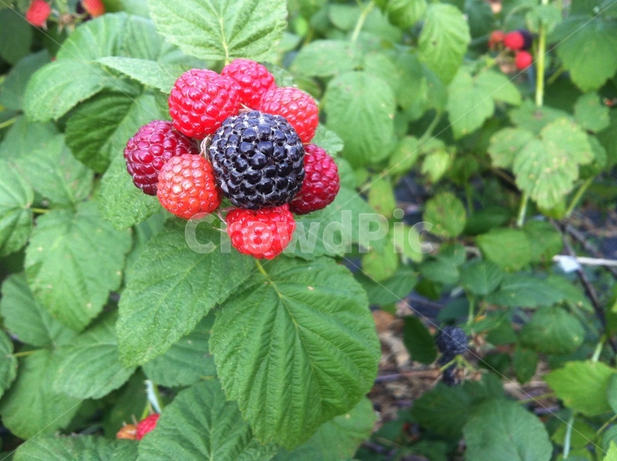 Fruit,depot,fruit,Bokbunja,June seasonal food