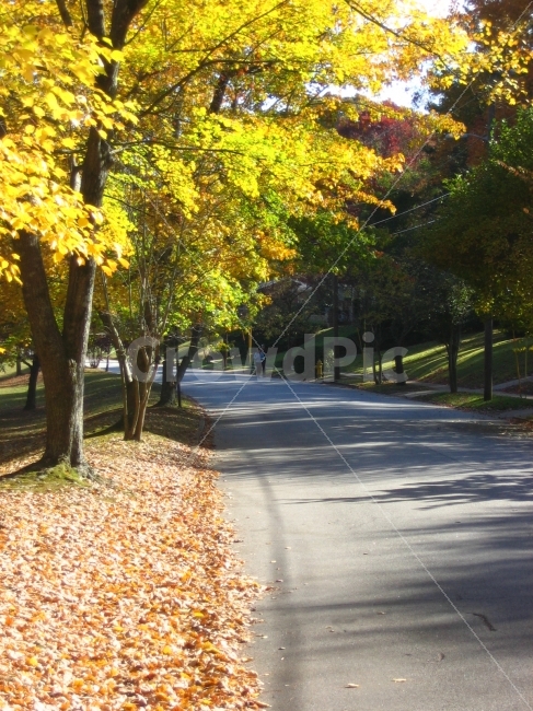 길,사람,가을,노랑,단풍,자연,풍경,nature,landscape,가을,계절,fall,autumn,season,해외,외국,세계,foreign,oversea,world,tree,나무,plant,식물,tree trunk,나무 줄기